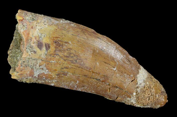 Bargain, Carcharodontosaurus Tooth - Real Dinosaur Tooth #127176
